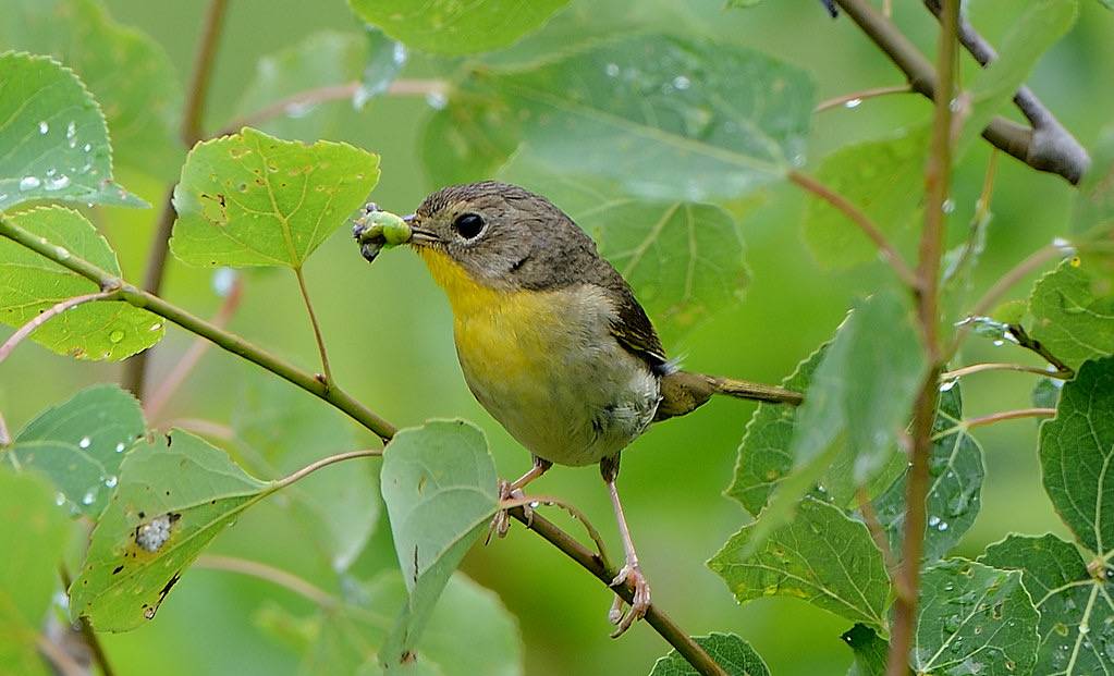Female Common Yellowthroat Warbler (Geothlypis trichas) by DaveInman is licensed under CC BY-NC-ND 2.0